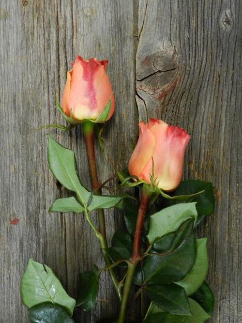 CARPE DIEM  PEACH ROSES